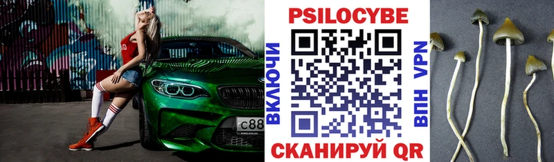 Галлюциногенные грибы Psilocybe  Купить закладки  Стародуб 